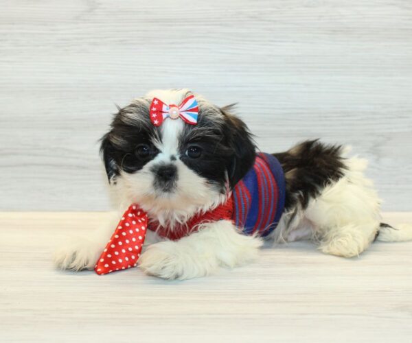 Harp - Toy Shih Tzu Puppy - Image 2