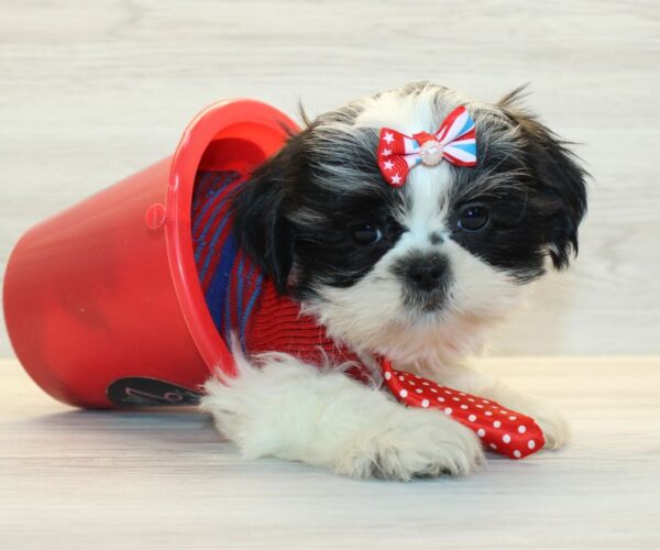 Harp - Toy Shih Tzu Puppy - Image 5