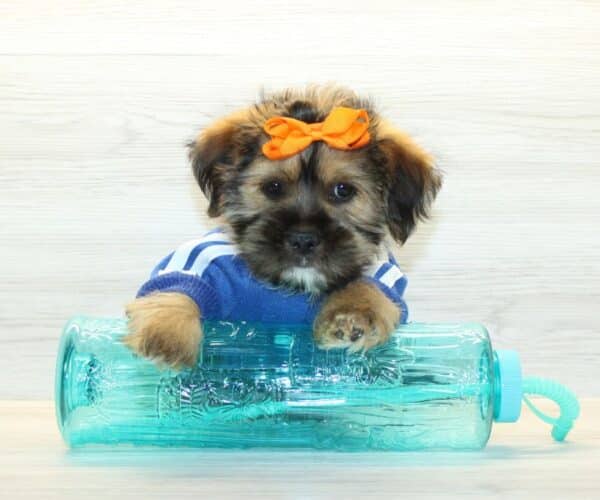 Hedgehog - Toy Shorkie Puppy - Image 3