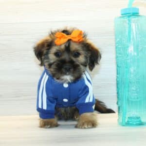 Hedgehog - Toy Shorkie Puppy