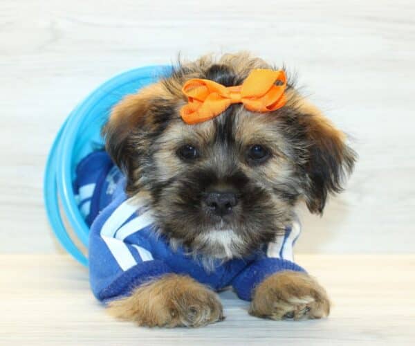 Hedgehog - Toy Shorkie Puppy - Image 4