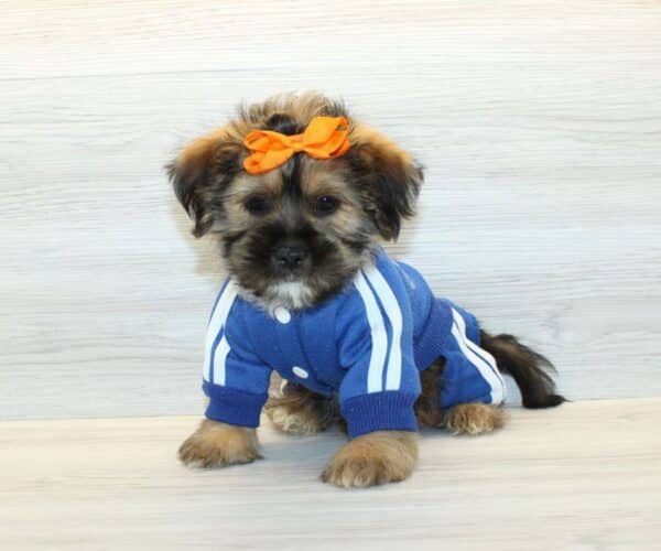 Hedgehog - Toy Shorkie Puppy - Image 5