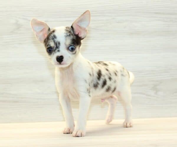 iPup - Teacup Chihuahua Puppy - Image 5
