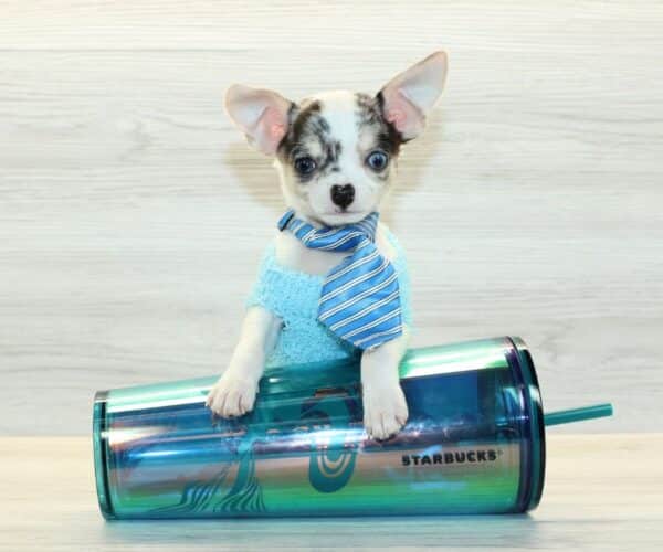 iPup - Teacup Chihuahua Puppy - Image 3