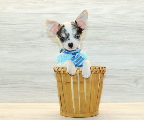 iPup - Teacup Chihuahua Puppy - Image 2
