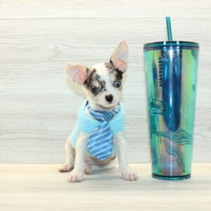 iPup - Teacup Chihuahua Puppy