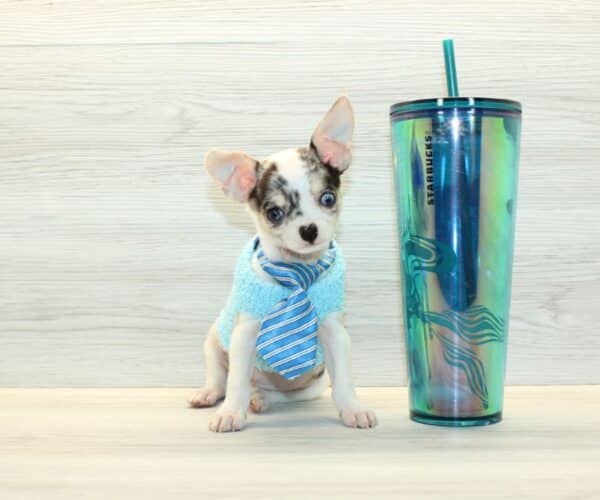 iPup - Teacup Chihuahua Puppy