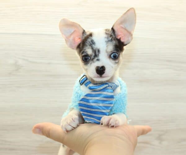 iPup - Teacup Chihuahua Puppy - Image 4