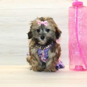 Iyanu - Toy Havapoo Puppy
