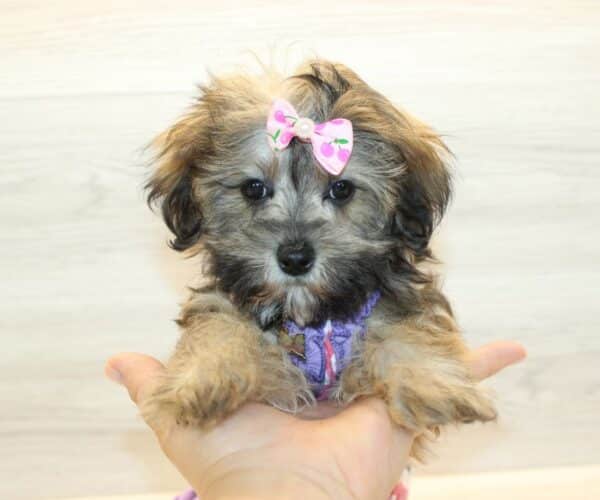 Iyanu - Toy Havapoo Puppy - Image 2