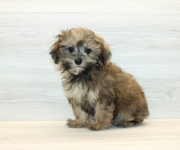 Iyanu - Toy Havapoo Puppy - Image 4
