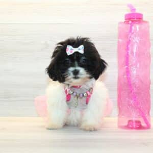 JoJo - Toy Shihpoo Puppy
