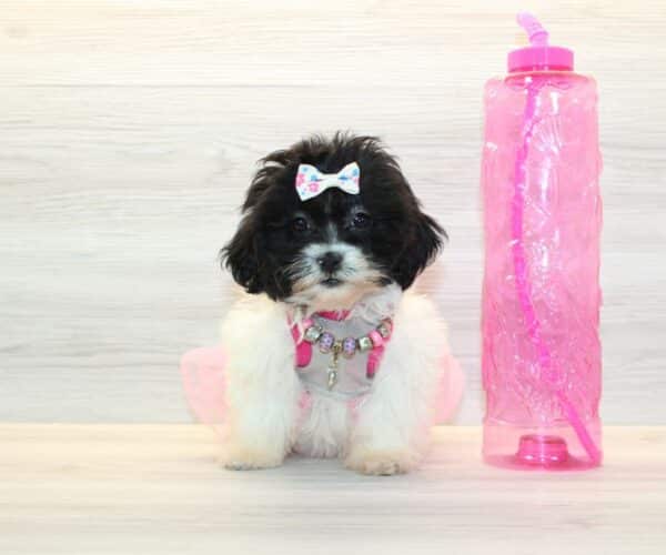 JoJo - Toy Shihpoo Puppy - Image 2