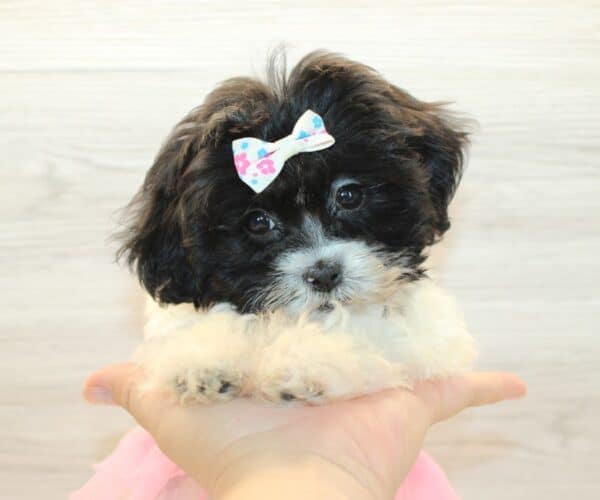 JoJo - Toy Shihpoo Puppy - Image 3