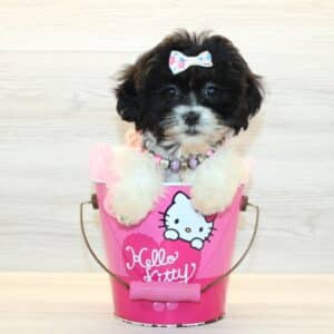 JoJo - Toy Shihpoo Puppy