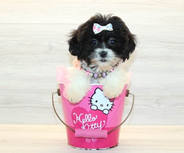 JoJo - Toy Shihpoo Puppy
