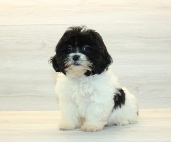JoJo - Toy Shihpoo Puppy - Image 4