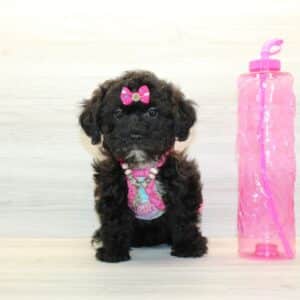 Kat - Toy Teddy Bear Puppy