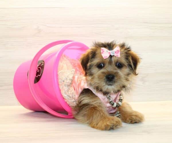 Lana Longbeard - Toy Shorkie Puppy - Image 3