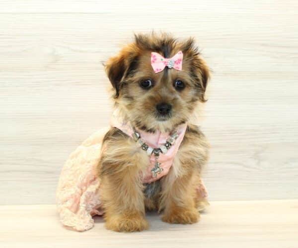 Lana Longbeard - Toy Shorkie Puppy - Image 6