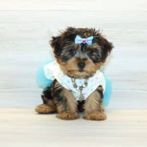 Livvy - Toy Yorkie Puppy