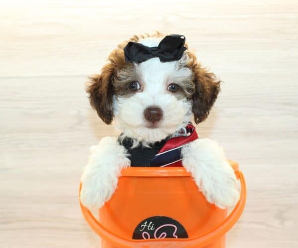 Mayhem - Teacup Poodle Puppy - Image 3