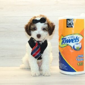 Mayhem - Teacup Poodle Puppy