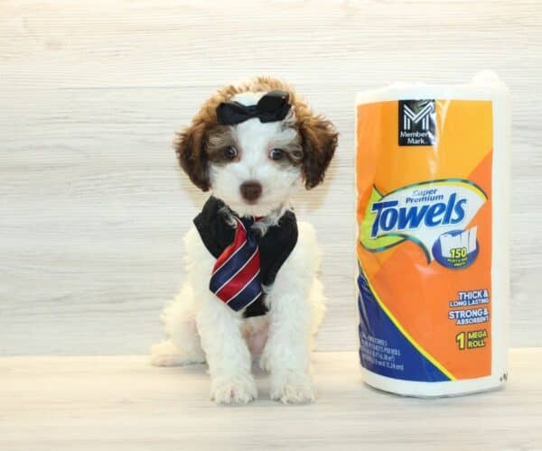 Mayhem - Teacup Poodle Puppy