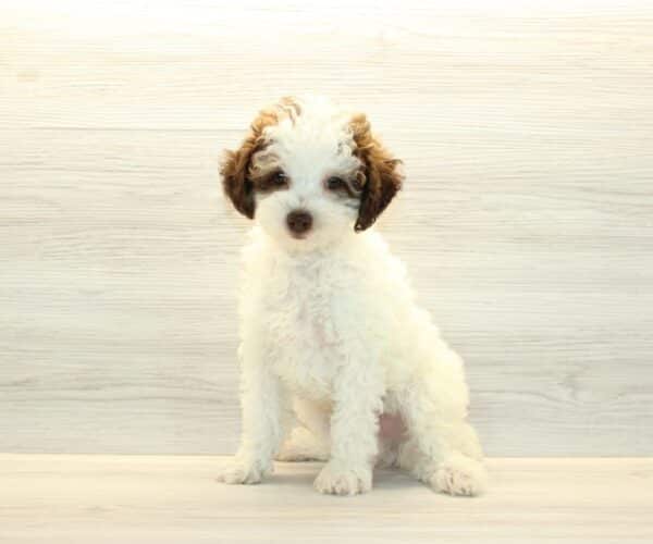 Mayhem - Teacup Poodle Puppy - Image 2