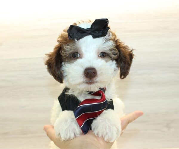 Mayhem - Teacup Poodle Puppy - Image 4
