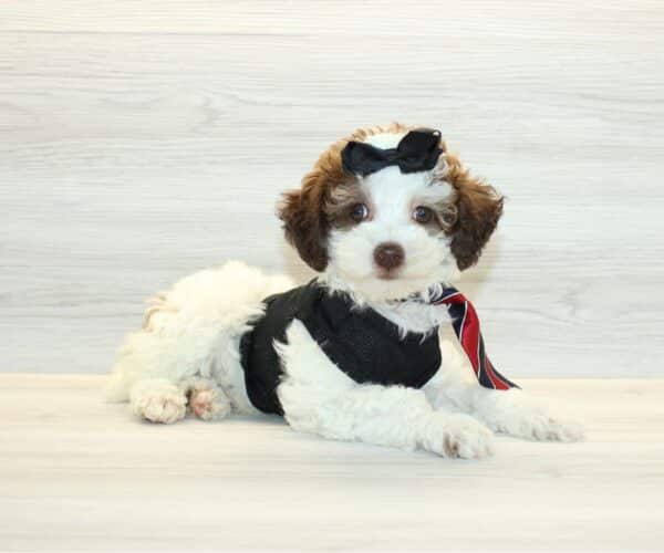 Mayhem - Teacup Poodle Puppy - Image 5