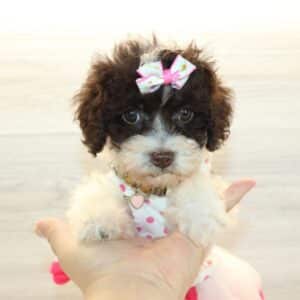 Nova - Teacup Poodle Puppy