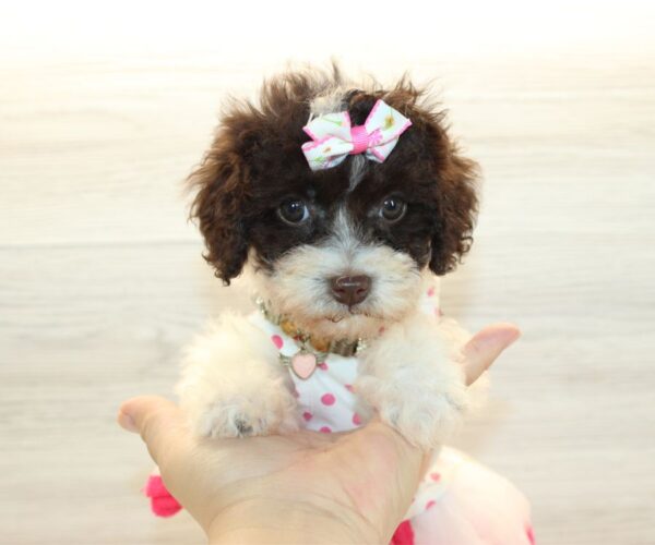 Nova - Teacup Poodle Puppy - Image 6