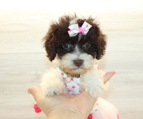 Nova - Teacup Poodle Puppy - Image 4