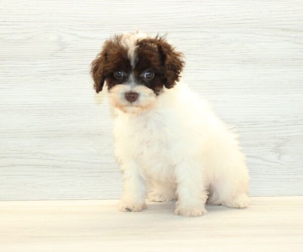 Nova - Teacup Poodle Puppy - Image 3