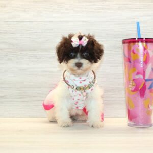 Nova - Teacup Poodle Puppy