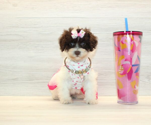 Nova - Teacup Poodle Puppy