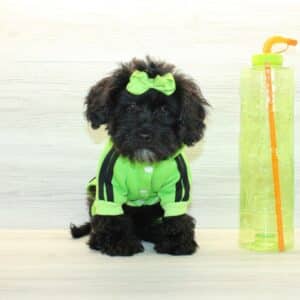 Orion  - Toy Shihpoo Puppy