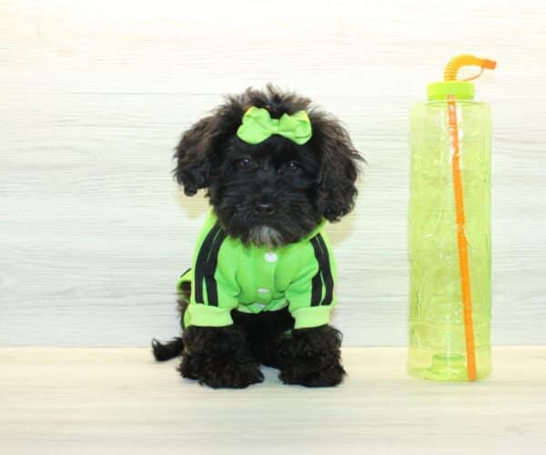 Orion  - Toy Shihpoo Puppy