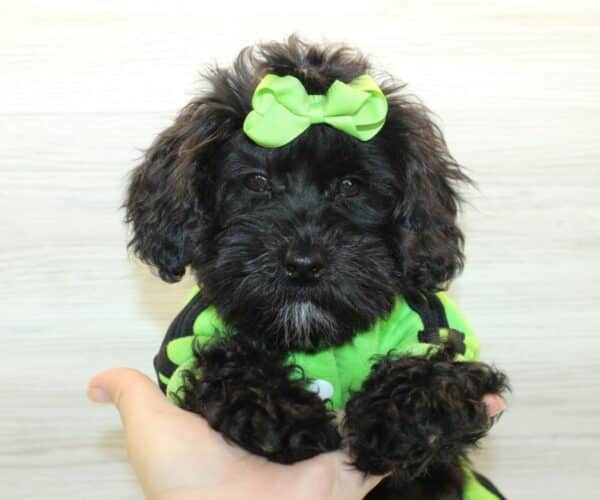 Orion  - Toy Shihpoo Puppy - Image 5