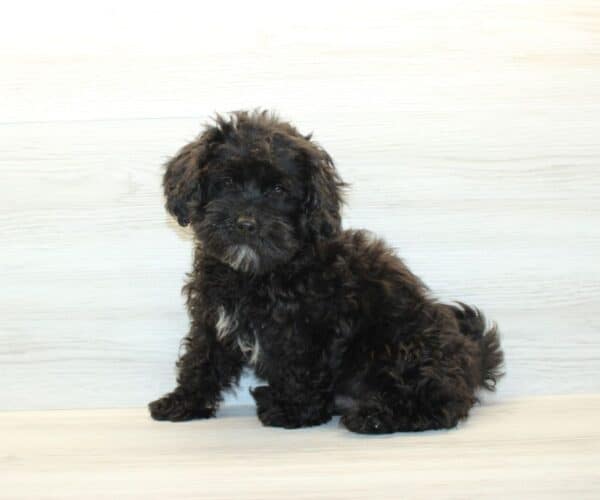 Orion  - Toy Shihpoo Puppy - Image 4