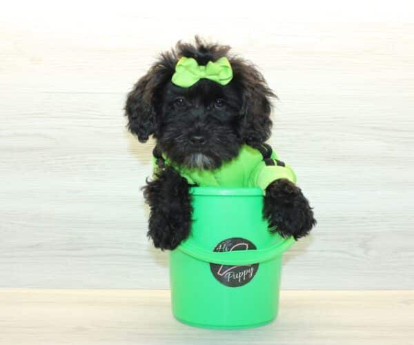Orion  - Toy Shihpoo Puppy - Image 3