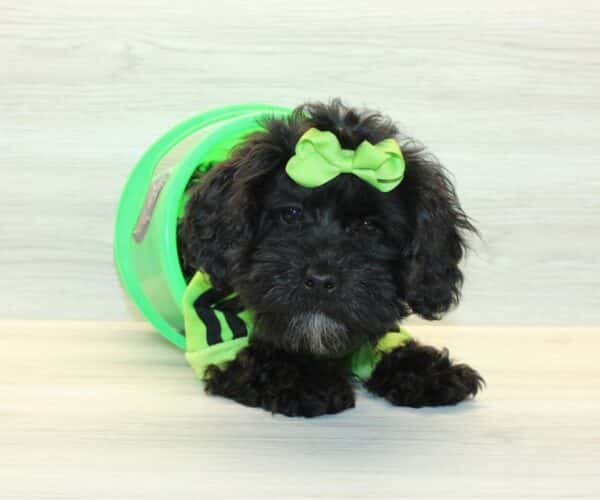 Orion  - Toy Shihpoo Puppy - Image 2