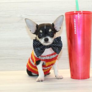 PupPro - Tiny Teacup Chihuahua Puppy