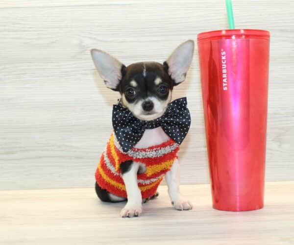 PupPro - Tiny Teacup Chihuahua Puppy