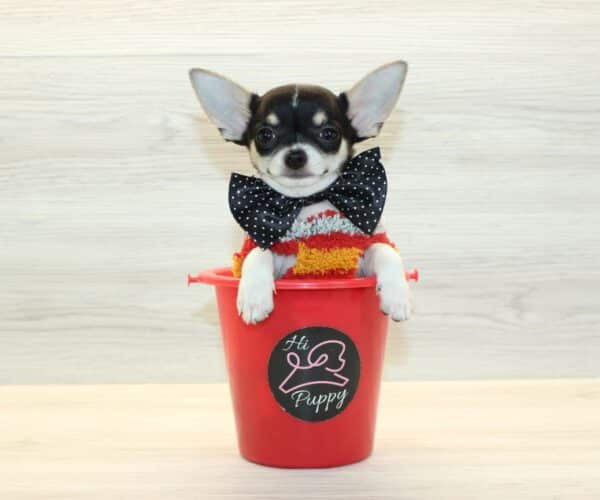 PupPro - Tiny Teacup Chihuahua Puppy - Image 2