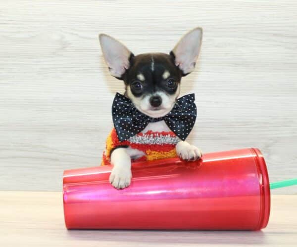 PupPro - Tiny Teacup Chihuahua Puppy - Image 3