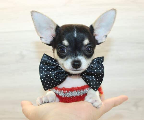PupPro - Tiny Teacup Chihuahua Puppy - Image 4