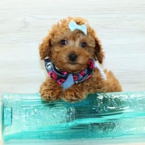 Ryder - Toy Poodle Puppy