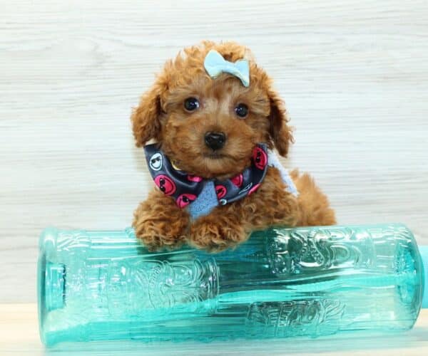Ryder - Toy Poodle Puppy